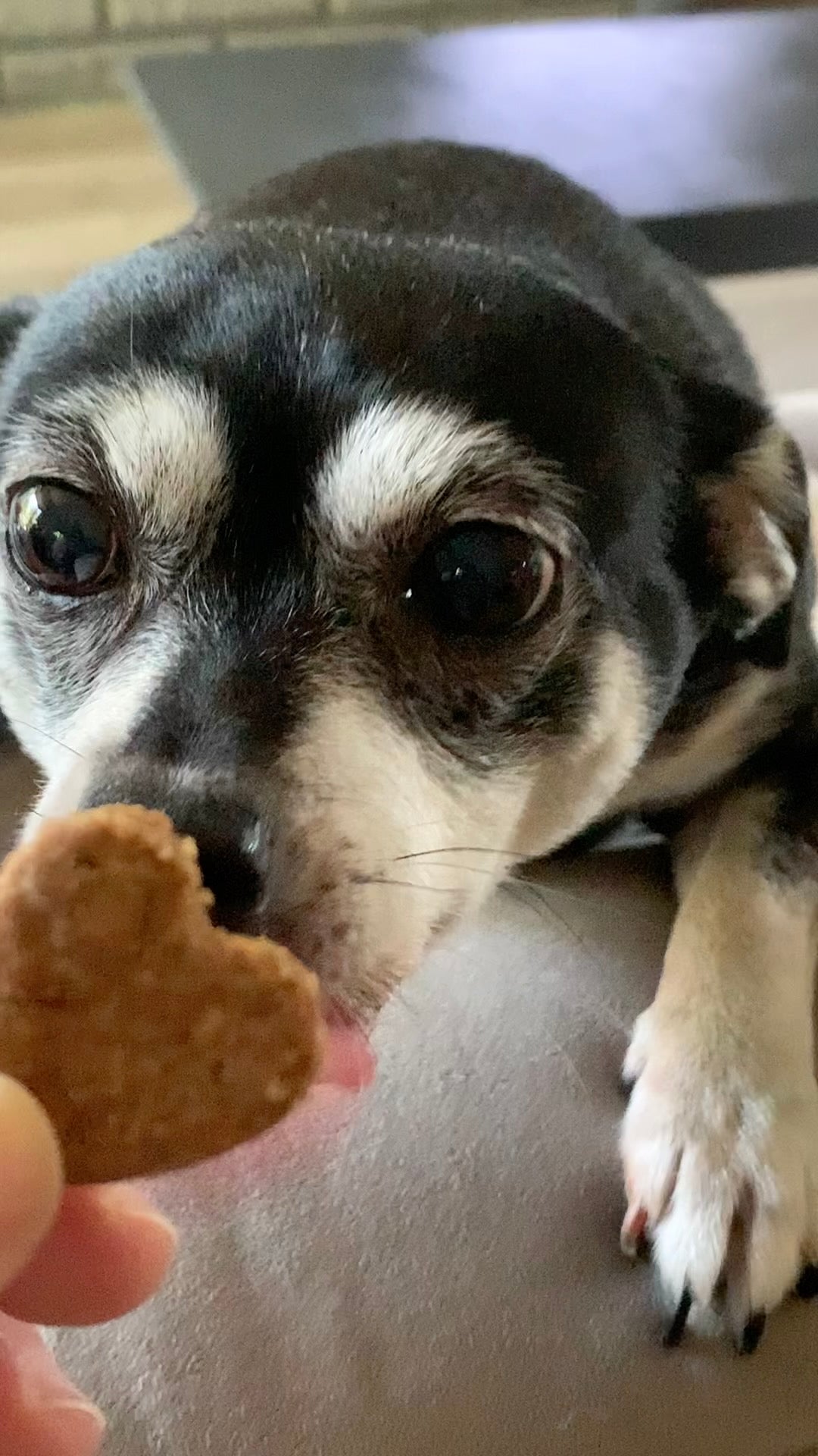 Peanut Butter Love Bones